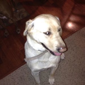 Meet your Posher, Deven